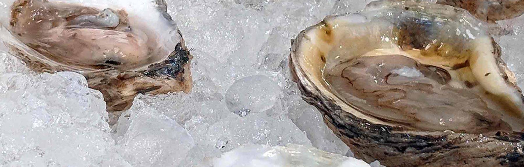 Portland Maine Oysters