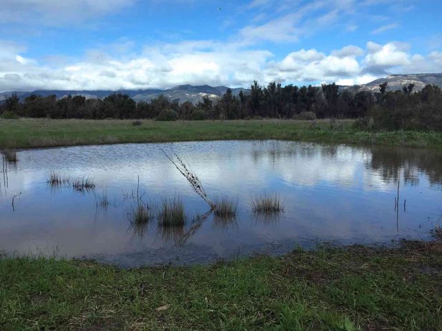 Ellwood Mesa. Credit: Brian Wolf